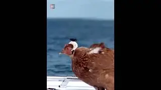 Chicken के सिर पे Camera क्यों लगाया गया |😲😲| 