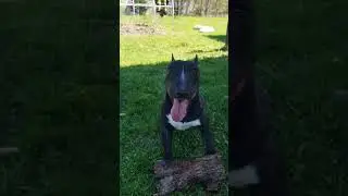 Петя бультерьер 