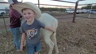 Young Horse Whisperers: Our Boys Train Ice the Palomino Foal!