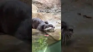 Watching Sea Otter drinking @ Sunway Lagoon | Malaysia