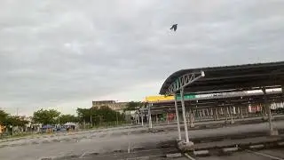 Burung gagak di Malaysia