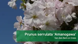 Prunus serrulata 'Amanogawa' - Van den Berk on Trees