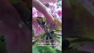 А вы когда-нибудь видели пасынок фиалки на цветоносе?😱