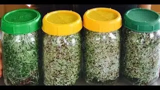 Growing Broccoli Sprouts