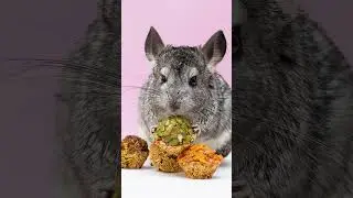 How Much Do Chinchillas Cost?  