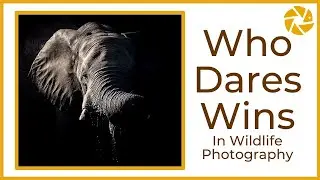 Who Dares Wins. RISK and REWARD in WILDLIFE PHOTOGRAPHY, by Janine Krayer.