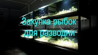 Закупка рыбок для разводни 2