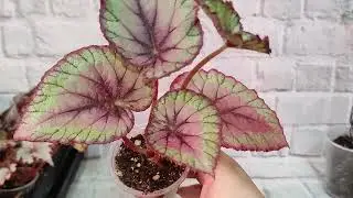 Some ferns and begonia babies.