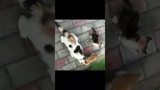 МОИ КРАСИВЫЕ КОТЯТА | MY BEAUTIFUL KITTENS 😻
