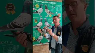 Herbots Pigeons #shorts #viral #ytshorts