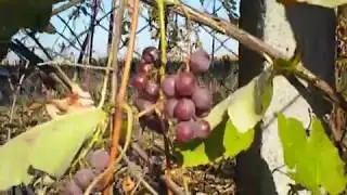 Наша дача  Чепелино Осень 2014г.