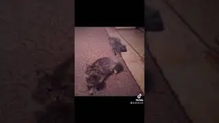 #коти