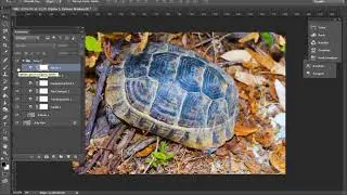 Resim Renklendirme Photoshop