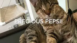 September Feline Stars