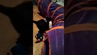 Стëпка, чудесный котик в добрые руки🥰