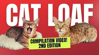 Cat Loafing Compilation