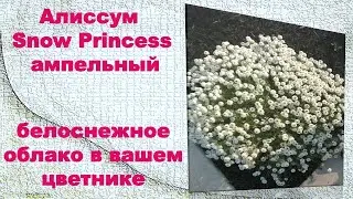 Алиссум ампельный Snow princess,белоснежное облако в вашем цветнике.