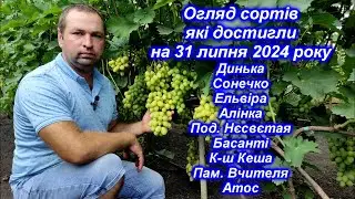 Огляд сортів які достигли на 31 липня 2024 р. частина-2