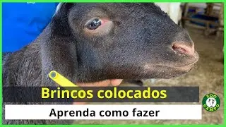 Melhor brinco para colocar nas ovelhas (identificação)