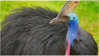 Cassowary kuşu bir kişiyi öldürdü