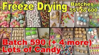 Batch 590 (Plus 4 More) Freeze Drying 5 Batches of Candy