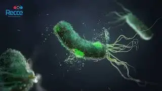 Fighting Antibiotic Resistance: New Anti-Infective Therapies