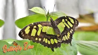 Butterfly Zone 🦋 | JankiVan Unai-Vansda |Colourful Titli 4k Video | રંગબેરંગી પતંગીયા | #butterfly