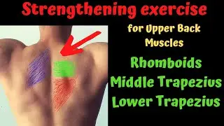 Upper Back Strengthening Exercise | Rhomboids| Traps Exercise