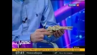 Вести. Пульс от 6 апреля 2013 года