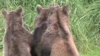 Bears of Alaska