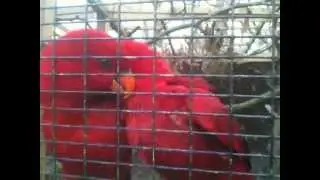 birds at tilgate park