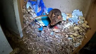 FEEDING squirrels caused MASSIVE Rat infestation inside Home…