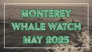 4K Monterey Whale and Dolphin Watch - California - May 2025