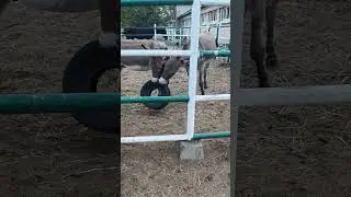 Друзі-віслюки