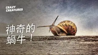 神奇的蝸牛！| 奇怪動物紀錄片