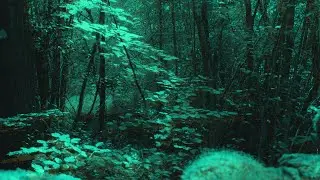 SILKMAN: A PARALLEL REALITY - Audio Visual Music Environment
