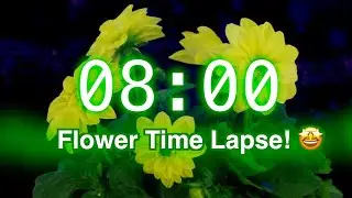 8-Minute Timer with Music | Stunning Flower Bloom Time Lapse for Classroom Focus