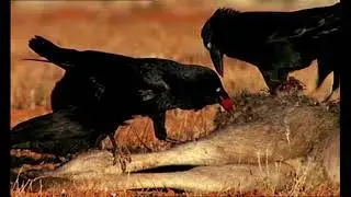 🐧 காகத்தின் அற்புதங்கள்.. 💥💢💥#kaviquill #story #trendingvideo #viralvideo