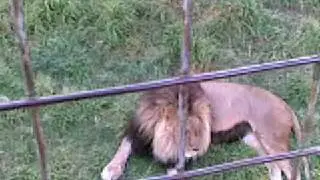 Melbourne Zoo Lions