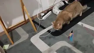 funny cat