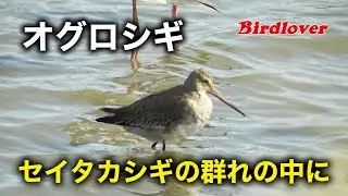 セイタカシギの群れの中に見つけたオグロシギ