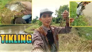 Nagsisilabasan Pala Ang mga TIKLING PAG GANITONG PANAHON || VERY EFFECTIVE TRAP