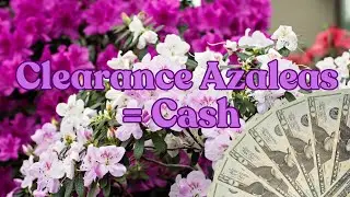 🌸 From Clearance to Cash: How I Transformed $1 Azaleas into Cash! 🌸