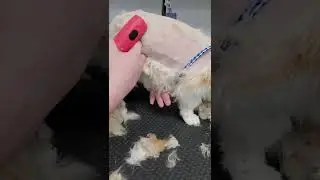 EXTREMELY MATTED SENIOR CAT 🐈  ¤ SHAVE DOWN