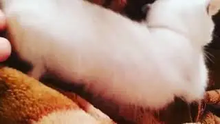 Кукалка