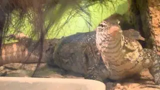 Wildlife Varan lizard predator Варан