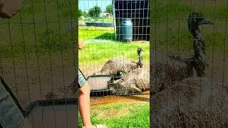 Do Emus Like Water? 