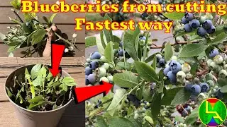 How to grow blueberries from cutting fastest way