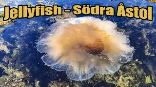 Jellyfish