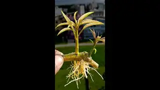 mango tree from cuttings using a papaya#viralvideoシ #indoorgardening #indoorplants #viewers #Flowers